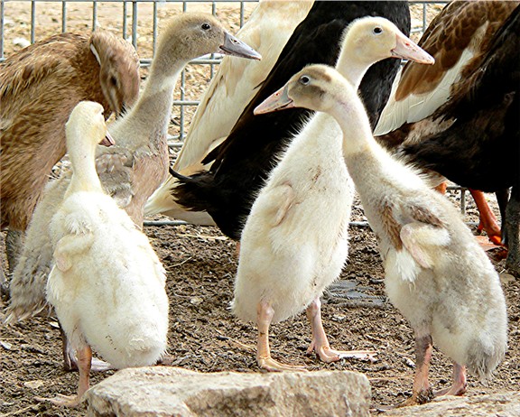 One month old duckings shedding baby fuzz.